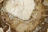 Beautiful Petrified Wood (Araucaria) Round - Madagascar #339368-1